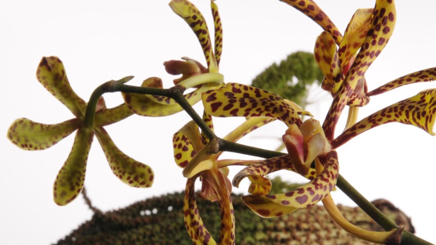 Comment faire des beaux bouquets d’orchidées