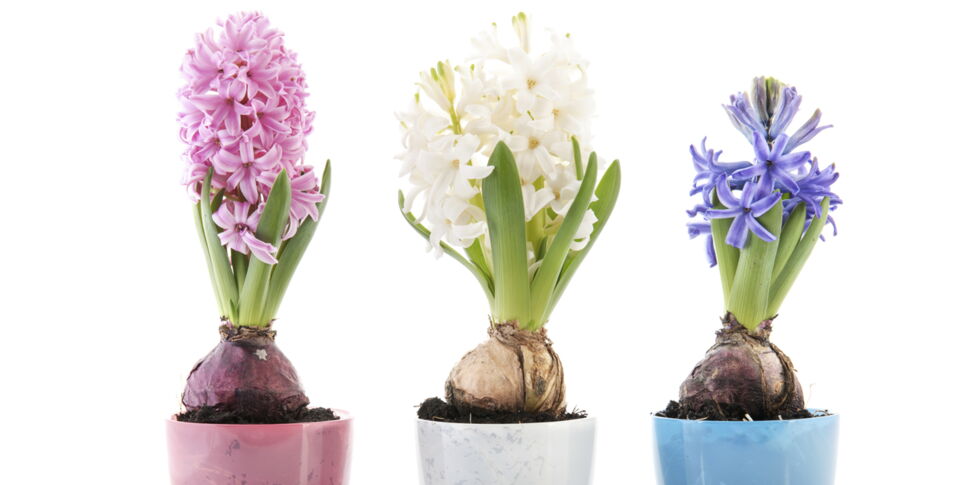 Comment Faire Pousser Des Jacinthes Dans Une Maison