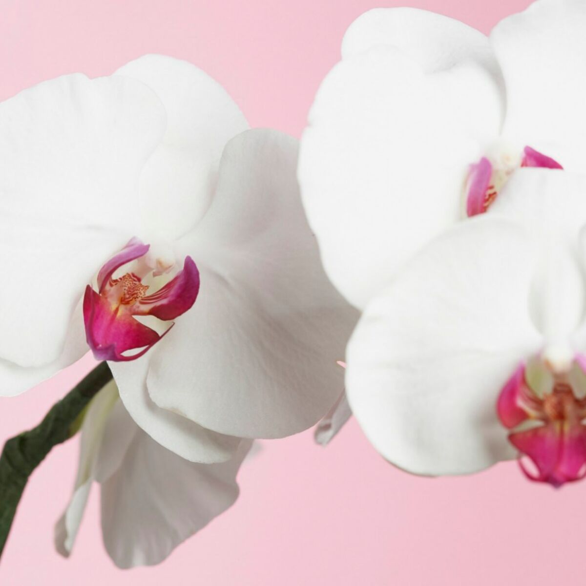 Comment faire refleurir une orchidée : Femme Actuelle Le MAG