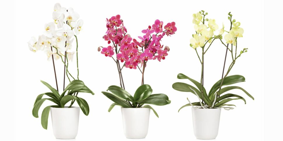 Rempoter orchidée - Côté Maison