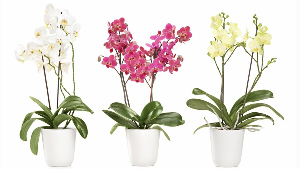 Comment rempoter ses orchidées