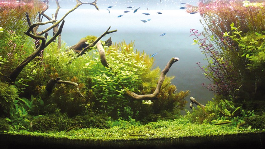 L Aquascape Un Paysage Dans Votre Aquarium Femme Actuelle Le Mag