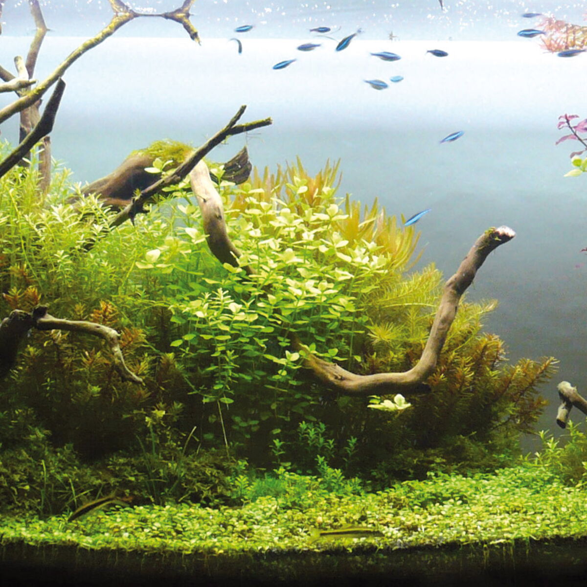 L Aquascape Un Paysage Dans Votre Aquarium Femme Actuelle Le Mag