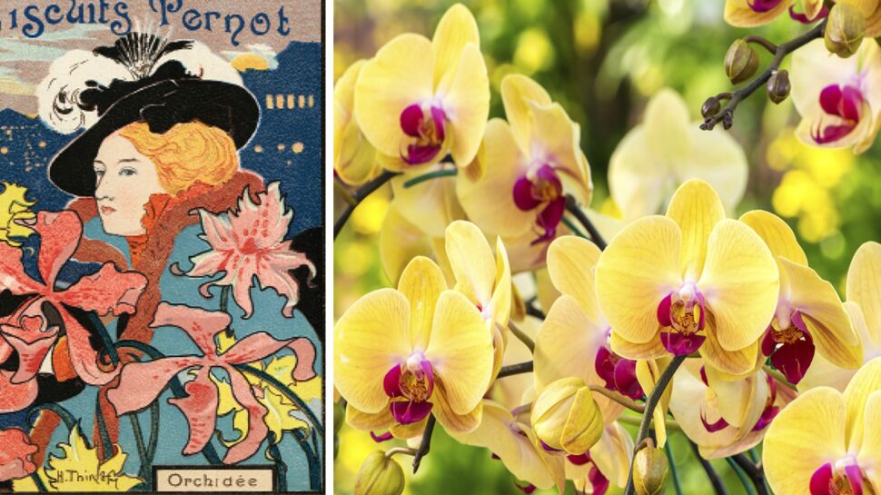 Langage des fleurs : symbole et histoire de l'Orchidée