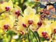 Langage des fleurs : symbole et histoire de l'Orchidée
