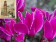 Langage des fleurs : symbole et histoire du Cyclamen