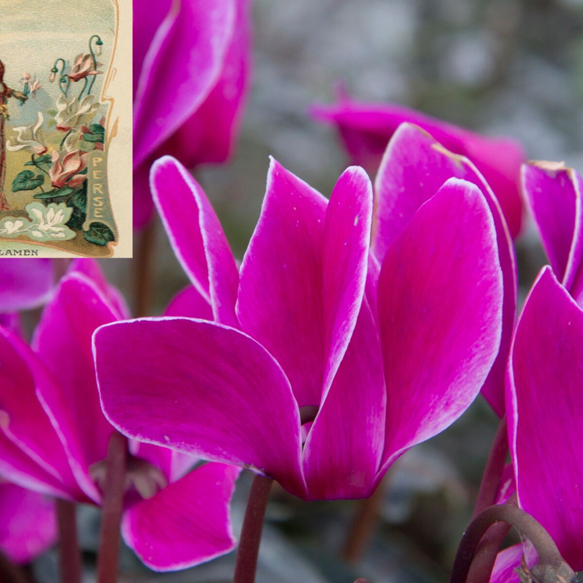 Langage des fleurs : symbole et histoire du Cyclamen : Femme Actuelle Le MAG