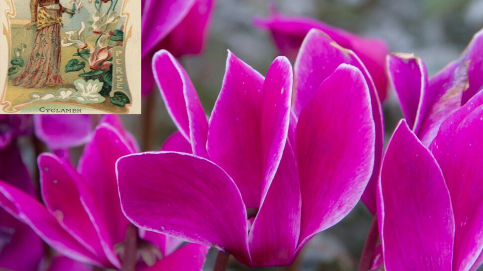 Langage des fleurs : symbole et histoire du Cyclamen