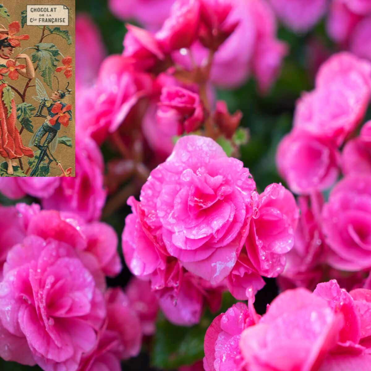 Langage des fleurs : symbole et histoire du Bégonia : Femme Actuelle Le MAG