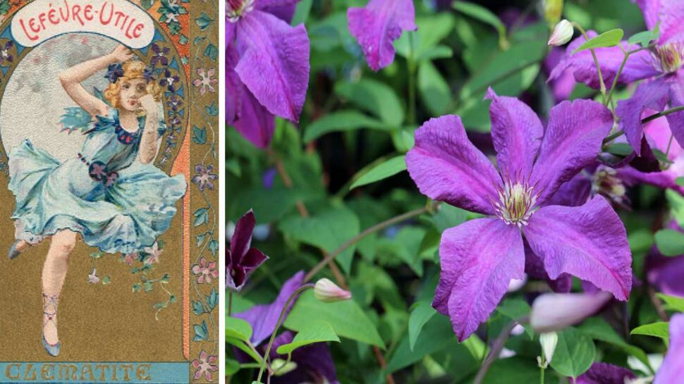 Langage des fleurs : symbole et histoire de la Clématite