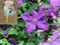 Langage des fleurs : symbole et histoire de la Clématite