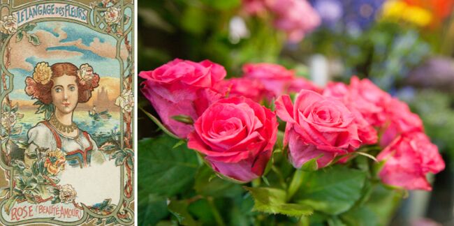 Langage des fleurs : symbole et histoire de la Rose