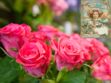 Langage des fleurs : symbole et histoire de la Rose