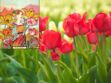 Langage des fleurs : symbole et histoire de la Tulipe