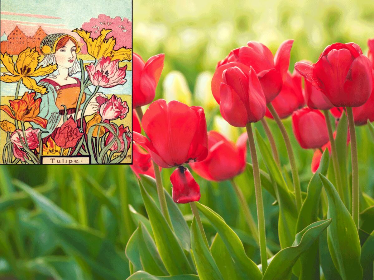 Langage des fleurs : symbole et histoire de la Tulipe : Femme Actuelle Le  MAG