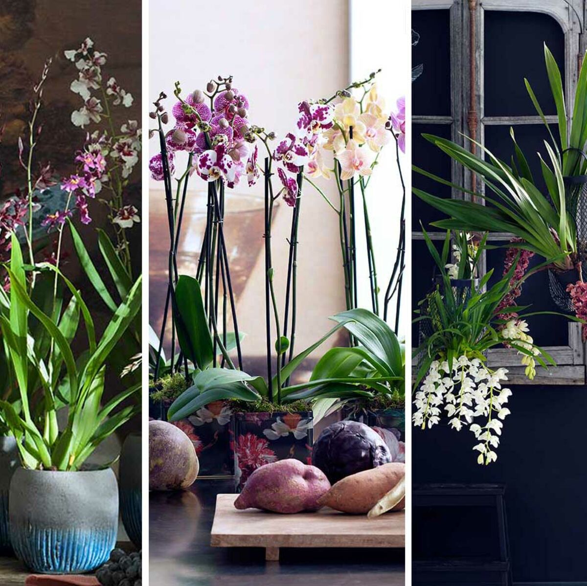 Orchidées : trois variétés surprenantes pour la maison : Femme Actuelle Le  MAG