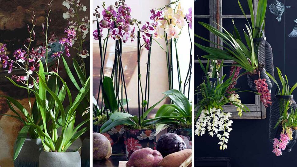 Orchidées : trois variétés surprenantes pour la maison