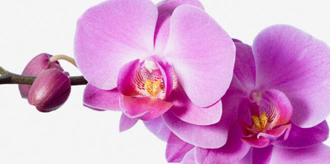 Comment entretenir les orchidées
