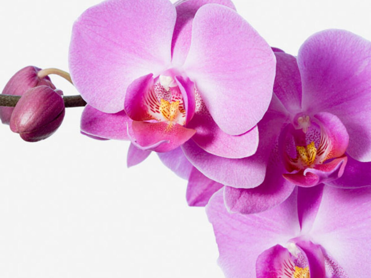 Comment entretenir les orchidées : Femme Actuelle Le MAG