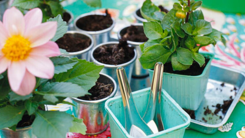 Quand Faut Il Rempoter Ses Plante D Interieur Femme Actuelle Le Mag