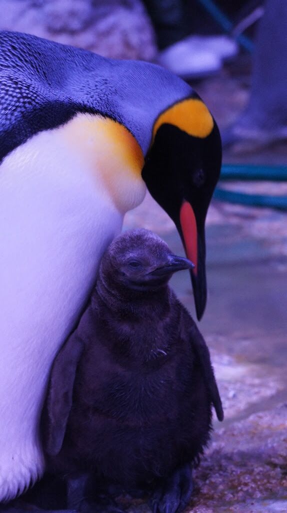 Naissance Du Bebe Manchot Royal On Connait Maintenant Son Nom Et Sa Marraine Femme Actuelle Le Mag