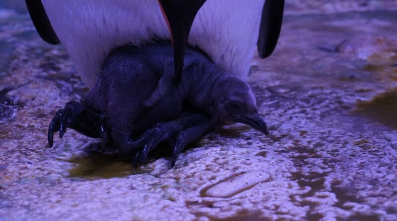 Naissance Du Bebe Manchot Royal On Connait Maintenant Son Nom Et Sa Marraine Femme Actuelle Le Mag