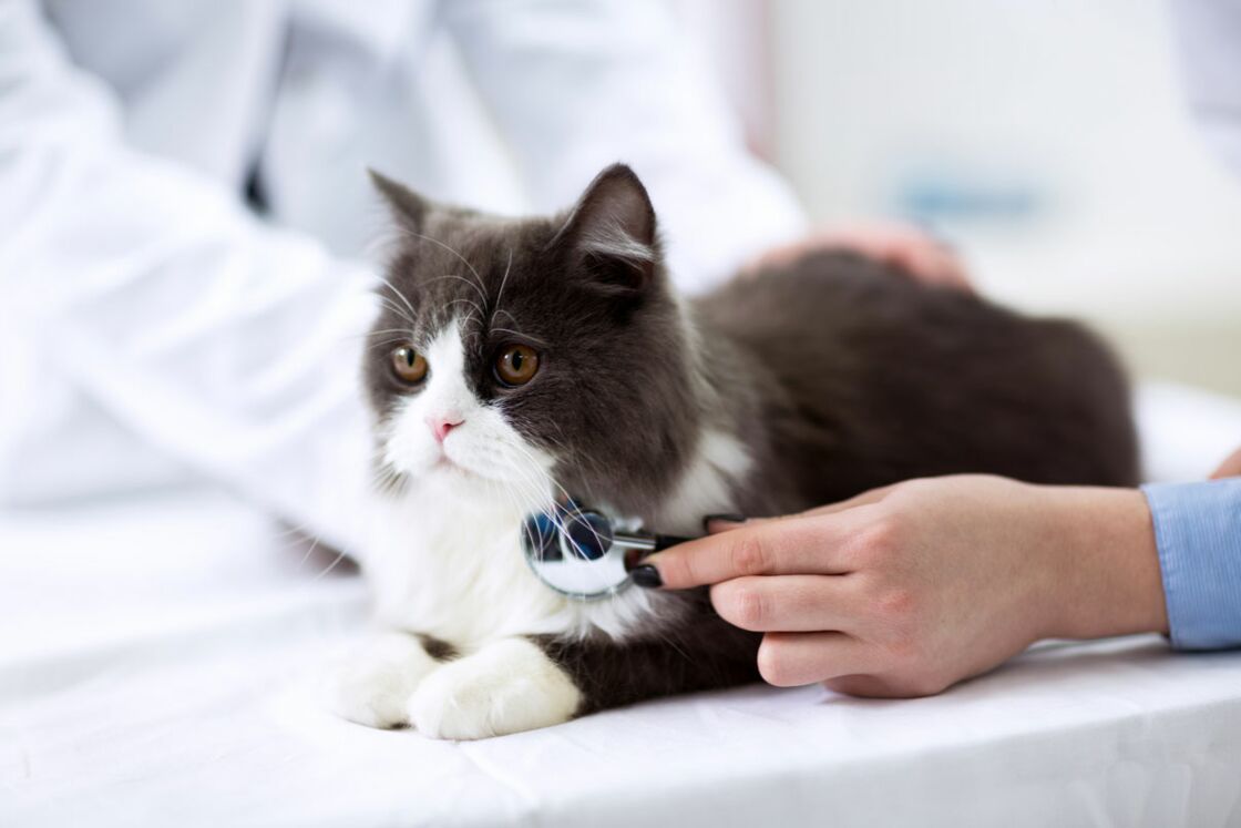 Les Regles A Suivre Pour Un Chat En Bonne Sante Femme Actuelle Le Mag