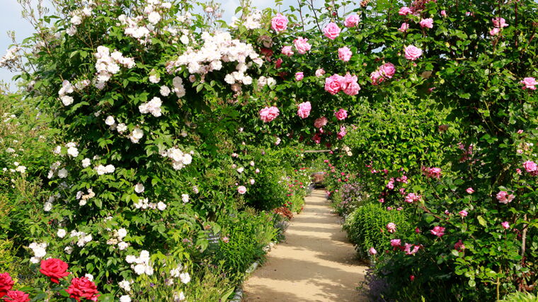 Video : comment tailler les rosiers ?