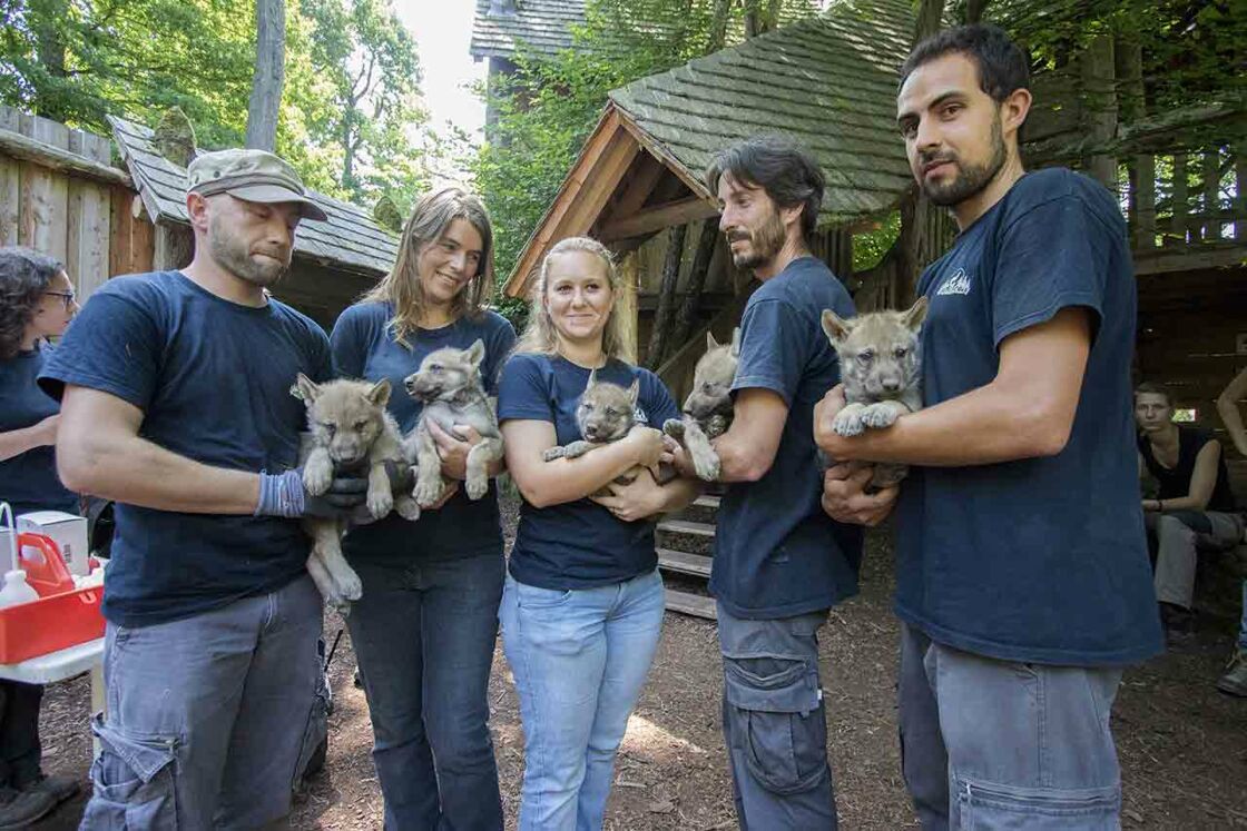 Cinq Adorables Louveteaux Nes Dans Un Parc Animalier Femme Actuelle Le Mag