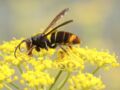 Frelon asiatique, guêpe : fabriquer un piège pour aider les abeilles