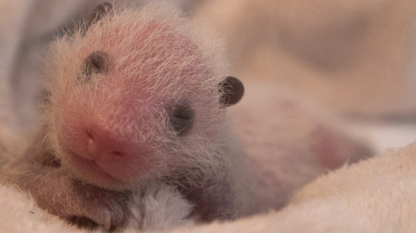 Video Les Premieres Images Du Bebe Panda De Beauval Femme Actuelle Le Mag