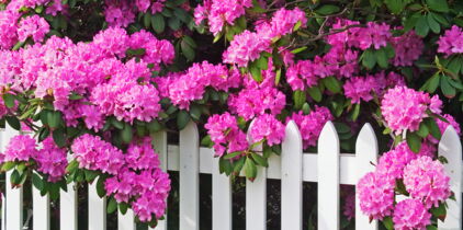 Tout savoir sur le rhododendron
