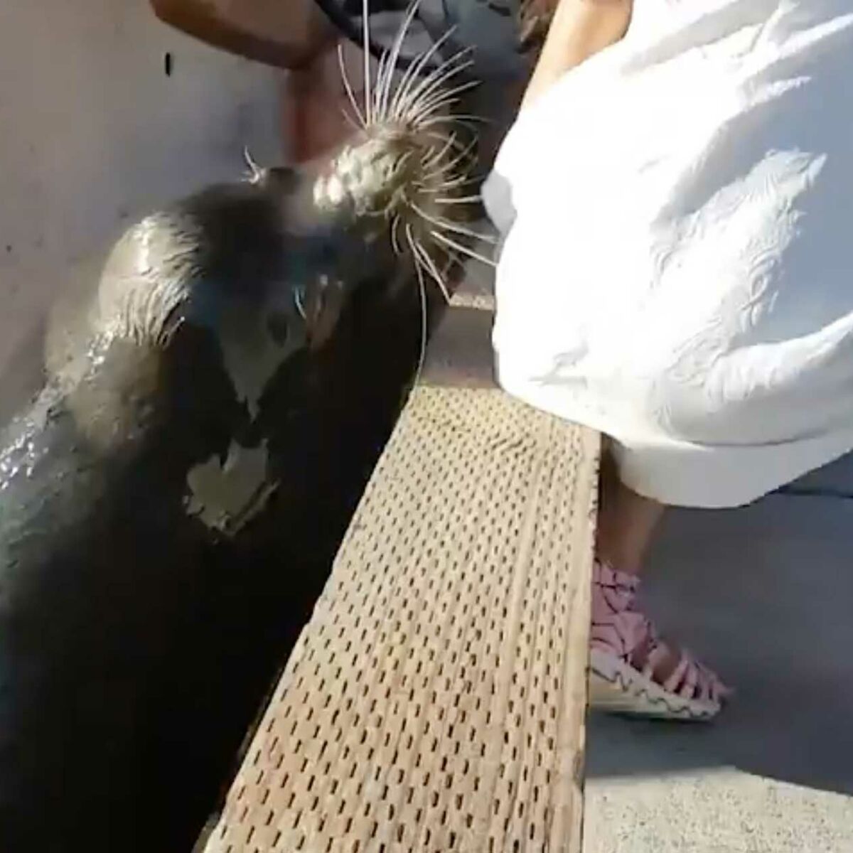 Une Otarie Attrape Et Entraine Une Petite Fille Au Fond De L Eau Femme Actuelle Le Mag