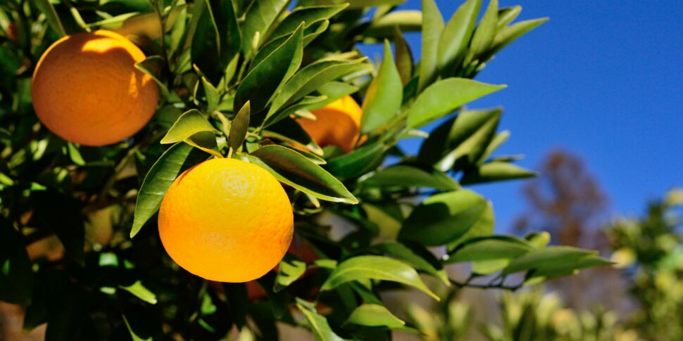 Perte de poids : attention à l’orange amère dans les compléments alimentaires