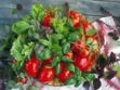 Salade tomates basilic : la recette santé pour cet été !
