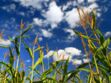 OGM : le point sur les dangers réels