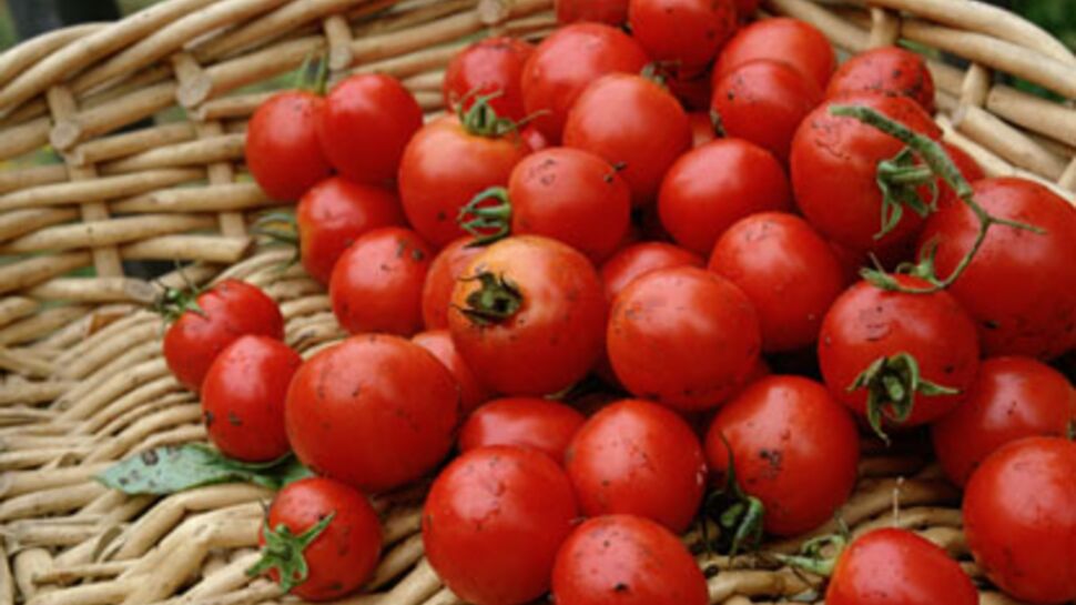 Vive les tomates bio!