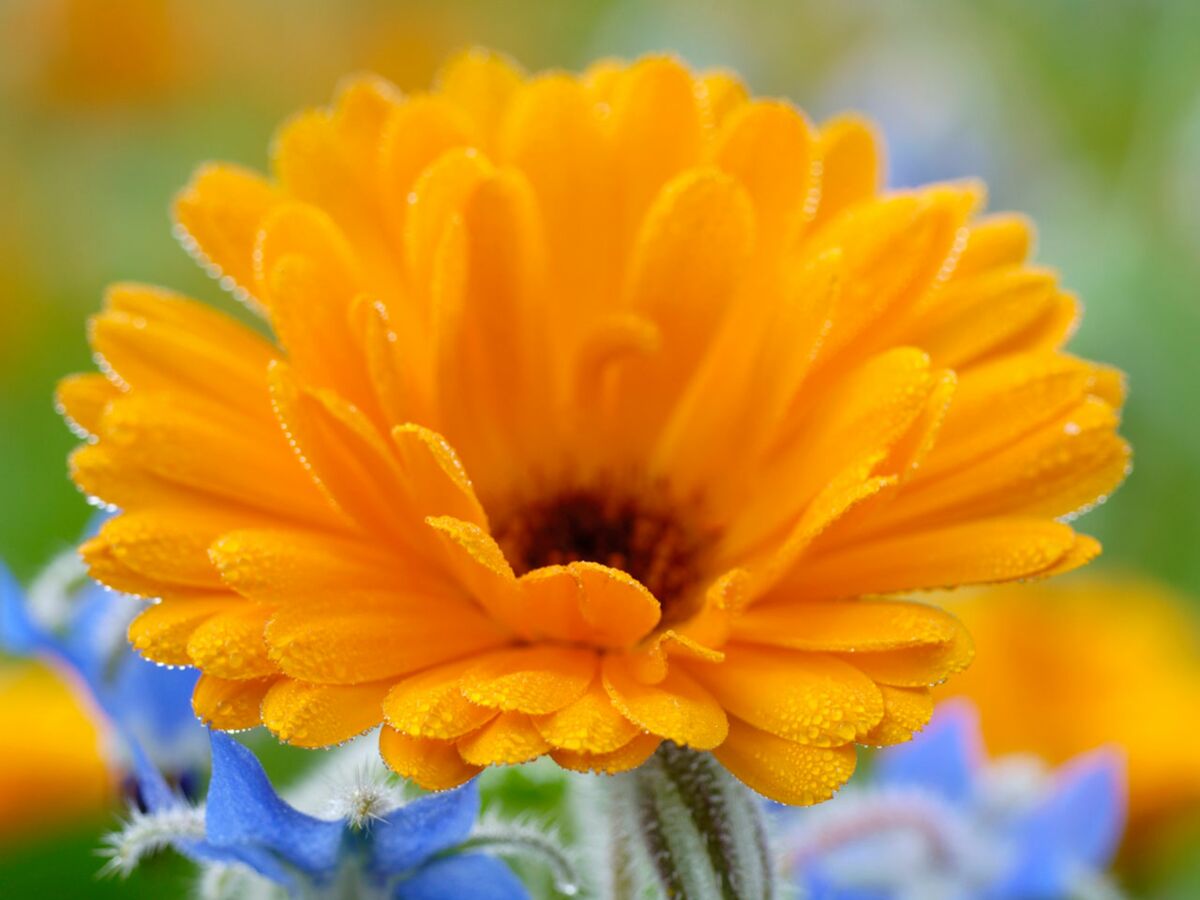 Le calendula, la plante apaisante : Femme Actuelle Le MAG