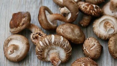 Intoxication alimentaire : 6 conseils pour cueillir les bons champignons :  Femme Actuelle Le MAG