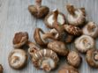Les vertus santé du champignon shiitaké