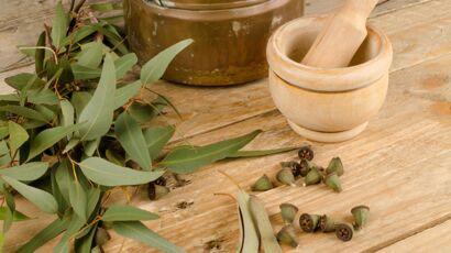 Feuille Eucalyptus à infuser – Le remède contre les virus hivernaux