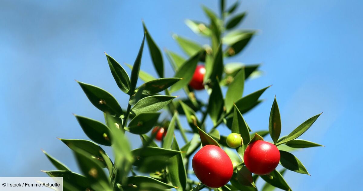 Le petit houx, veinotonique naturel