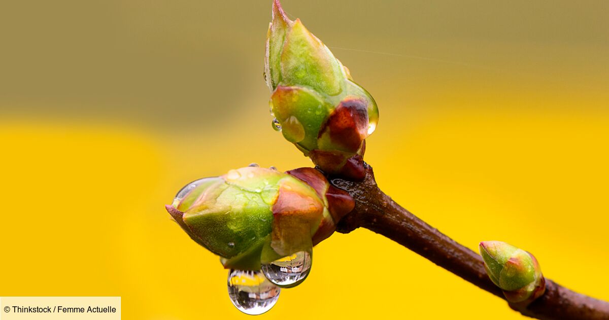 Gemmothérapie : se soigner avec les bourgeons