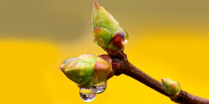 gemmotherapie se soigner avec les bourgeons