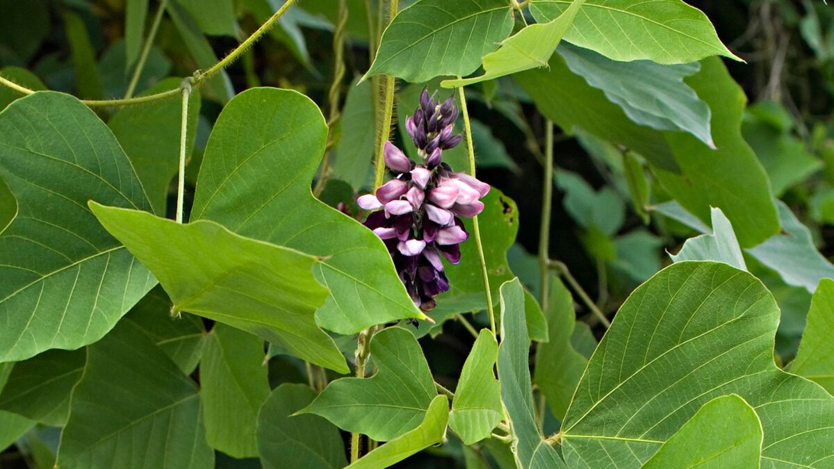 Le kudzu : un allié pour arrêter de fumer : Femme Actuelle Le MAG