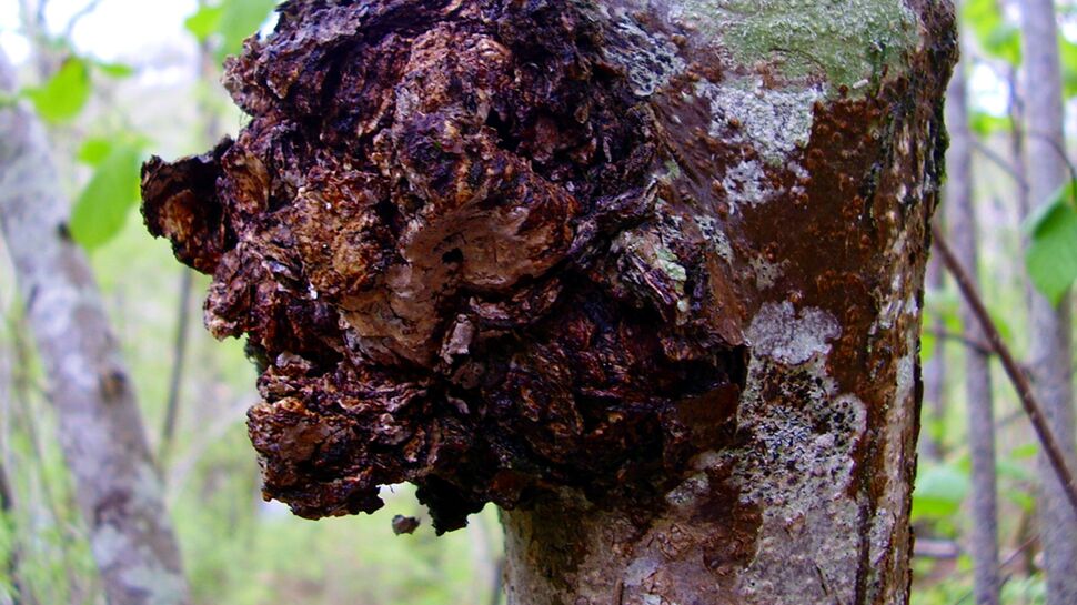 Le chaga : un champignon aux pouvoirs antioxydants