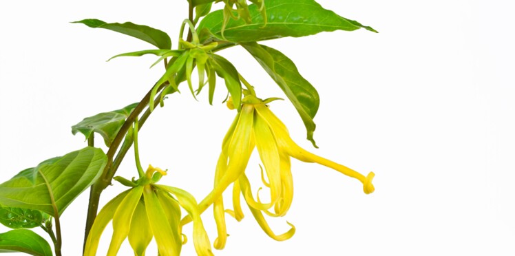 Phytothérapie Lylang Ylang Larbre De La Sérénité