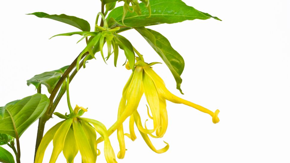 Phytothérapie : l'Ylang-Ylang, l'arbre de la sérénité