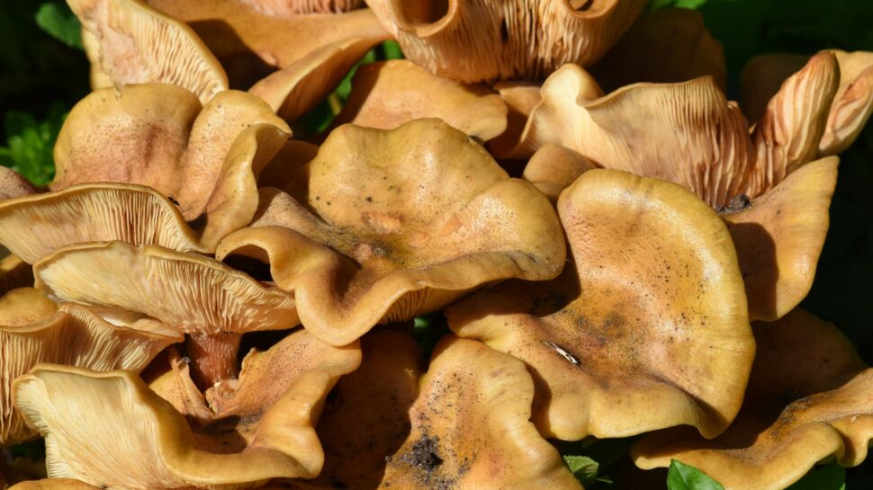 181 cas d’intoxication aux champignons vénéneux en 2 semaines