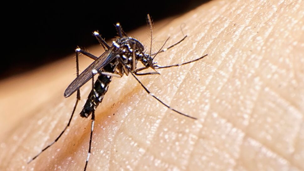20 millions de moustiques lâchés dans la nature pour éradiquer Zika